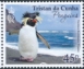 Southern Rockhopper Penguin Eudyptes chrysocome  2023 Penguins 