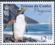 Gentoo Penguin Pygoscelis papua