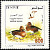 Ferruginous Duck Aythya nyroca  2004 Birds of Tunisia 