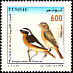 Moussier's Redstart Phoenicurus moussieri  2004 Birds of Tunisia 