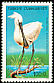 Eurasian Spoonbill Platalea leucorodia