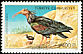 Northern Bald Ibis Geronticus eremita  1976 Turkish birds 