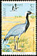 Demoiselle Crane Grus virgo