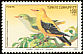 Eurasian Golden Oriole Oriolus oriolus