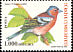 Common Chaffinch Fringilla coelebs  2004 Bird definitives 