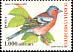 Eurasian Chaffinch Fringilla coelebs