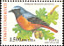 Common Redstart Phoenicurus phoenicurus