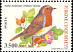 European Robin Erithacus rubecula  2004 Bird definitives 