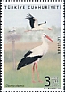 White Stork Ciconia ciconia