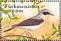 Northern Wheatear Oenanthe oenanthe