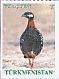 Black Francolin Francolinus francolinus