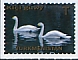 Tundra Swan Cygnus columbianus