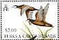 Ruddy Duck Oxyura jamaicensis  1993 Birds and nests  MS MS