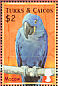 Hyacinth Macaw Anodorhynchus hyacinthinus