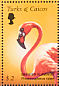 American Flamingo Phoenicopterus ruber  2002 Birds  MS