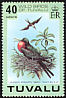 Lesser Frigatebird Fregata ariel  1978 Wild birds 