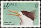 Greater Crested Tern Thalasseus bergii  1988 Birds 