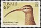 Bristle-thighed Curlew Numenius tahitiensis  1988 Birds 