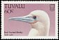 Red-footed Booby Sula sula  1988 Birds 