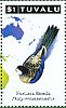 Northern Rosella Platycercus caledonicus  2011 Parrots of the South Pacific 