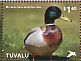 Mallard Anas platyrhynchos  2014 Ducks Sheet