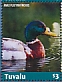 Mallard Anas platyrhynchos  2022 Mallard Duck Sheet