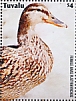 Mallard Anas platyrhynchos