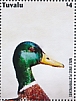 Mallard Anas platyrhynchos  2022 Mallard Duck Sheet