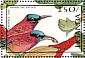 Northern Carmine Bee-eater Merops nubicus  1987 Flora and fauna  MS MS