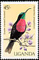 Scarlet-chested Sunbird Chalcomitra senegalensis  1987 Birds of Uganda 