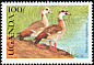 Egyptian Goose Alopochen aegyptiaca  1990 Wild birds of Uganda 