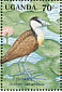 African Jacana Actophilornis africanus