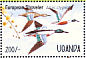 Northern Shoveler Spatula clypeata  1995 Waterfowl and wetland birds of Uganda Sheet
