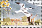 Pied Avocet Recurvirostra avosetta  1995 Waterfowl and wetland birds of Uganda Sheet