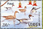 Northern Pintail Anas acuta  1995 Waterfowl and wetland birds of Uganda Sheet