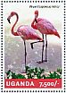 Lesser Flamingo Phoeniconaias minor  2014 Flamingos  MS