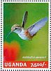 Black-chinned Hummingbird Archilochus alexandri  2014 Hummingbirds  MS