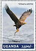White-tailed Eagle Haliaeetus albicilla  2014 Eagles  MS