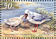 Slender-billed Gull Chroicocephalus genei  2002 Chornomorskyi 5v sheet