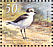 Kentish Plover Charadrius alexandrinus