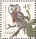 Boreal Owl  Aegolius funereus