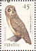 Short-eared Owl  Asio flammeus