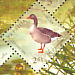 Greylag Goose Anser anser  2004 Dunai Sheet