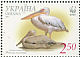 Great White Pelican Pelecanus onocrotalus  2007 WWF 
