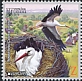 White Stork Ciconia ciconia  2019 Europa 