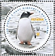 Gentoo Penguin Pygoscelis papua  2020 Discovery of Antarctica 