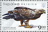 Lesser Spotted Eagle Clanga pomarina  2020 Birds of prey Sheet