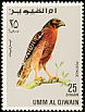 Red-shouldered Hawk Buteo lineatus