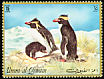 Southern Rockhopper Penguin Eudyptes chrysocome  1972 Penguins 