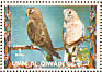Bourke's Parrot Neopsephotus bourkii  1972 Birds 